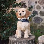 Finley Michael Anthony DeHaven - @finleydehaven - Instagram