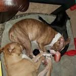 Michael Scott Deininger - @deninjas_dogs - Instagram