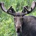 El Diablo the rabid moose by Michael DeNobile - Facebook