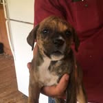 michael diel (Dog Walker) - @michael_diel - Instagram