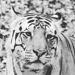 Michael Dieringer - @m.dieringer635 - Instagram