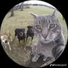 Michael Dimitrov - @kdo.som - TikTok