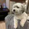 Michael Do - @michaeldo - TikTok