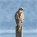 Michael Dobek - Facebook