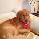Michael Dochterman - @carcal733 - Instagram
