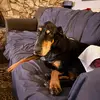 Michael+TheDoberman - @michael_thedoberman - TikTok