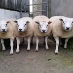Michael Donaghy - Facebook