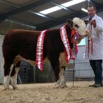 Michael Dullea Deelish Herd - @dulleadeelishherd - Instagram