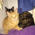 Michael and Dwight - @dundermeowfflin - Instagram