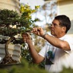 Michael Eberle - @simplyjapanesebonsai - Instagram