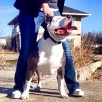 Michael Ecker - @cali_bred_kennels - Instagram