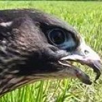 Michael Eder - @dolomite_falcons - Instagram