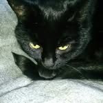 Michael Engberg - @michaelengberg_and_snowie - Instagram