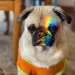 Michael - @michael_the_pug_ermisch - Instagram