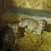 Michael Eugster - @michael.eugster - TikTok