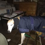 Michael Faherty - @daveythedog.940 - Instagram