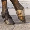 MICHEL FARRIER - @michel.farrier8zz - TikTok