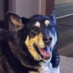 Michael Fegan - @zeldathedogplays - Instagram