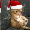 Michael Ferrel - @michael.ferrel0 - TikTok