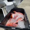 Michael Ferrell - @michael.ferrell - TikTok