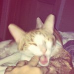 Michael Florio - @dirtyhamster416 - Instagram