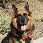 Michael Florkowski - @baron_hes_so_fluffy - Instagram