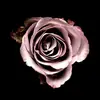 Michael Foisy - @michaelfoisy - TikTok
