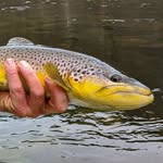 Michael Foreman - @public_waters_guide - Instagram