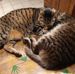 Michel Fournet - Facebook