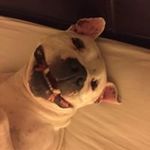 Michael Frith - @frith1983 - Instagram