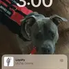 Michael Gagliardo - @michaelanthonyk9 - TikTok