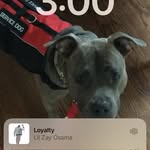 Michael Gagliardo - @dogdaddy87 - Instagram