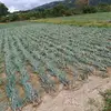 Michael Gathchalian - @michael.gathchali - TikTok