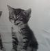 Michael Gatica - Facebook