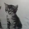 michaelgatica761 - @michaelgatica761 - TikTok