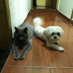 🐶 Cristal e Michael Gatson 🐱 - @cristal.gatson - Instagram