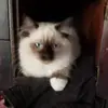 michaelgawedzins2 - @michaelgawedzins2 - TikTok