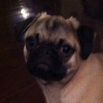 Michael Gedraitis - @ozzy_the_pug_101 - Instagram