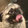 michaelgedraitis2154 - @ozzythe_pug - TikTok