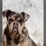 Michael Gentilini - @michael.gentilini.12 - Instagram