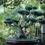 Michael Grigg - @bonsai_australia - Instagram