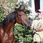 Michael Hake - @jadearabians - Instagram