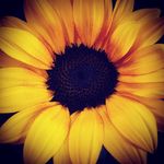Michael Hall's Florist - @michaelhallsflorist - Instagram