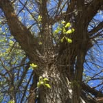 Michael Hampel - @splintergarden - Instagram