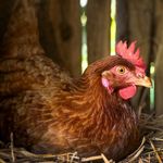 michael hamre - @sunstoneorganicfarm - Instagram