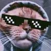 die Geile Katze 🐱🐱🐈 - @michaelharder59 - TikTok