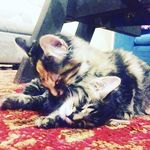 Michael_heinlein - @michael_heinlein7 - Instagram