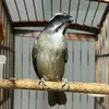 MichaelhenrickeTrinca - @michaelhenrique478 - TikTok