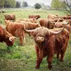 Michael highland cattle farm - @mikehighlandcattlefarm22 - TikTok