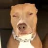 Michael Hoolihan - @michael.hoolihan - TikTok